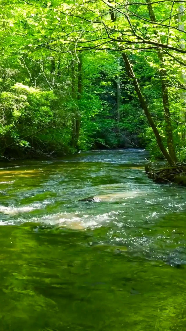 护眼绿林溪流 