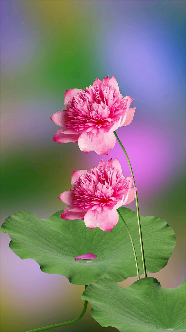 浪漫紫色花