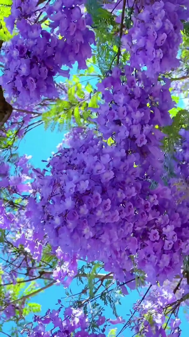 风有约，花不误