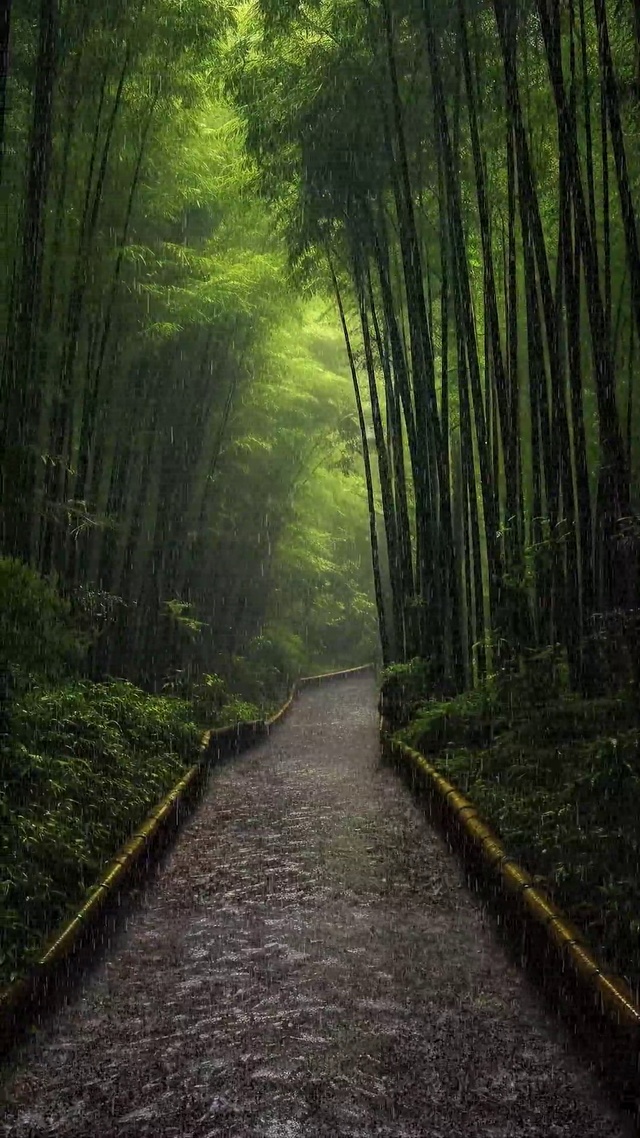 竹林细雨