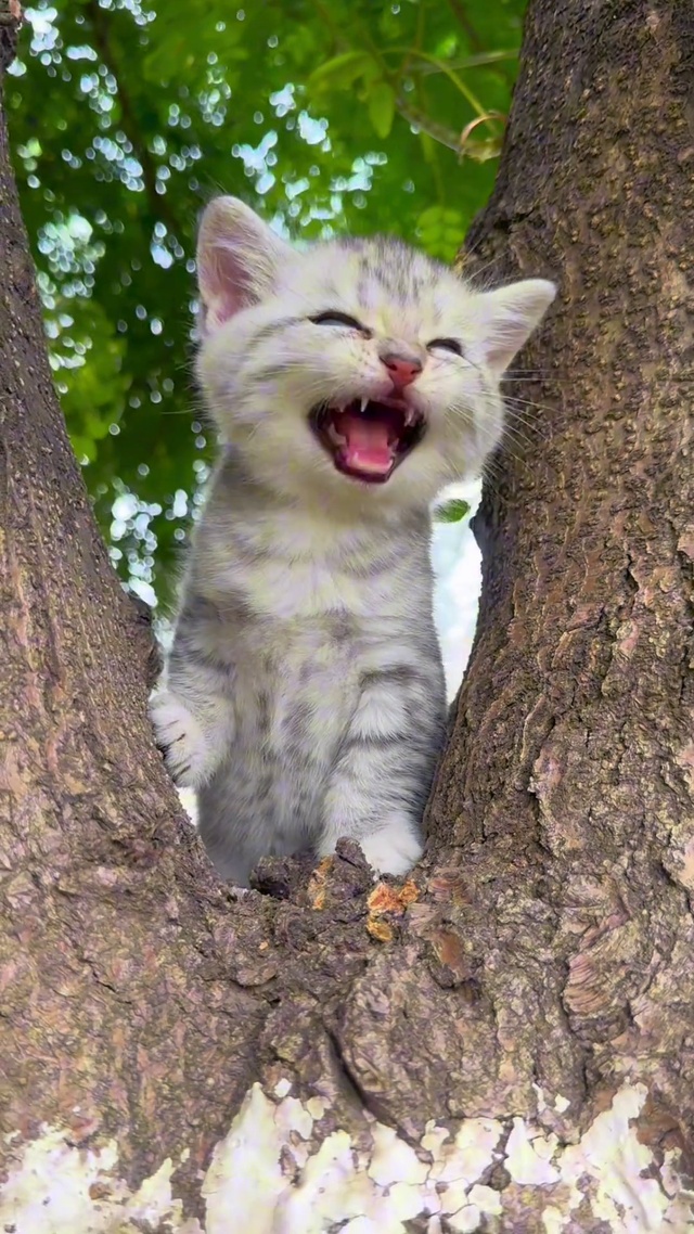 小奶猫闹钟