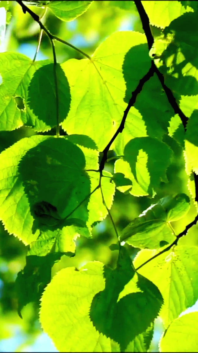 护眼朝阳绿叶4K