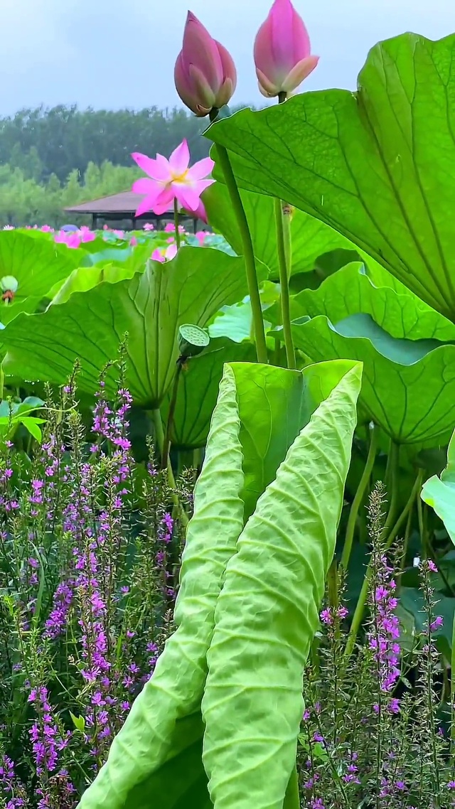 夏雨青荷云满天