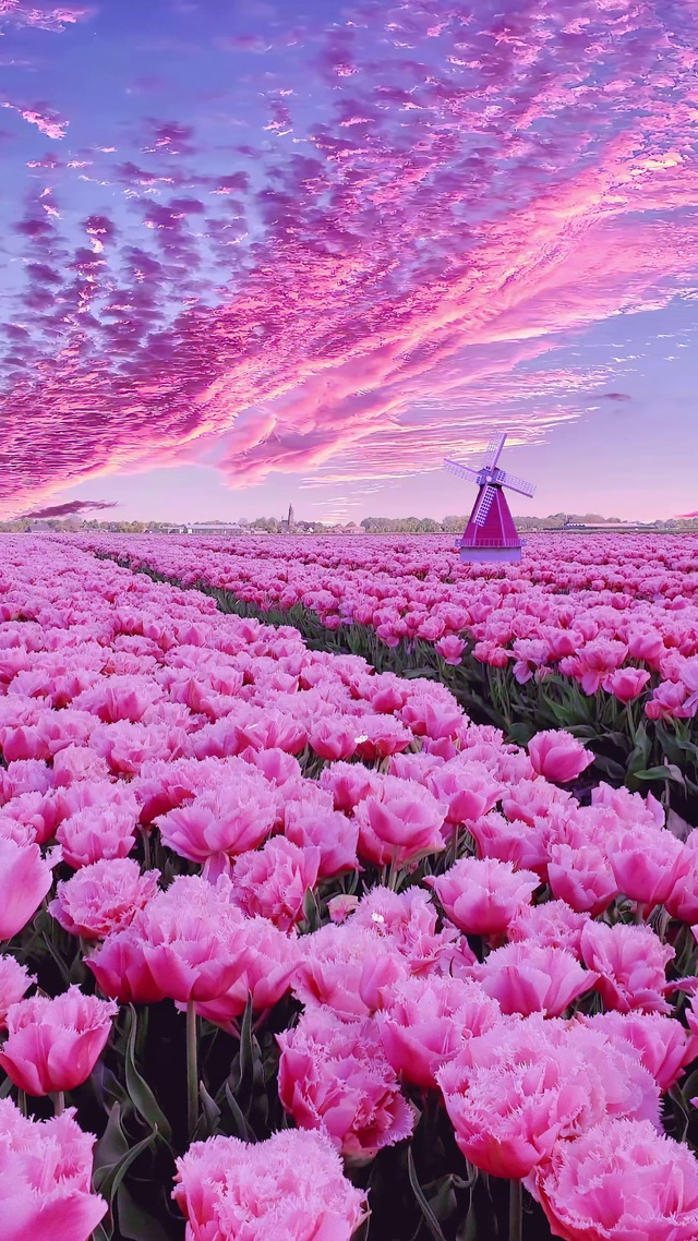 粉色唯美郁金香