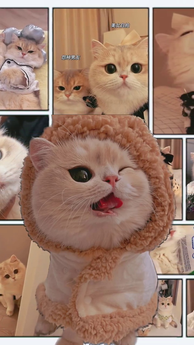 可爱猫咪壁纸