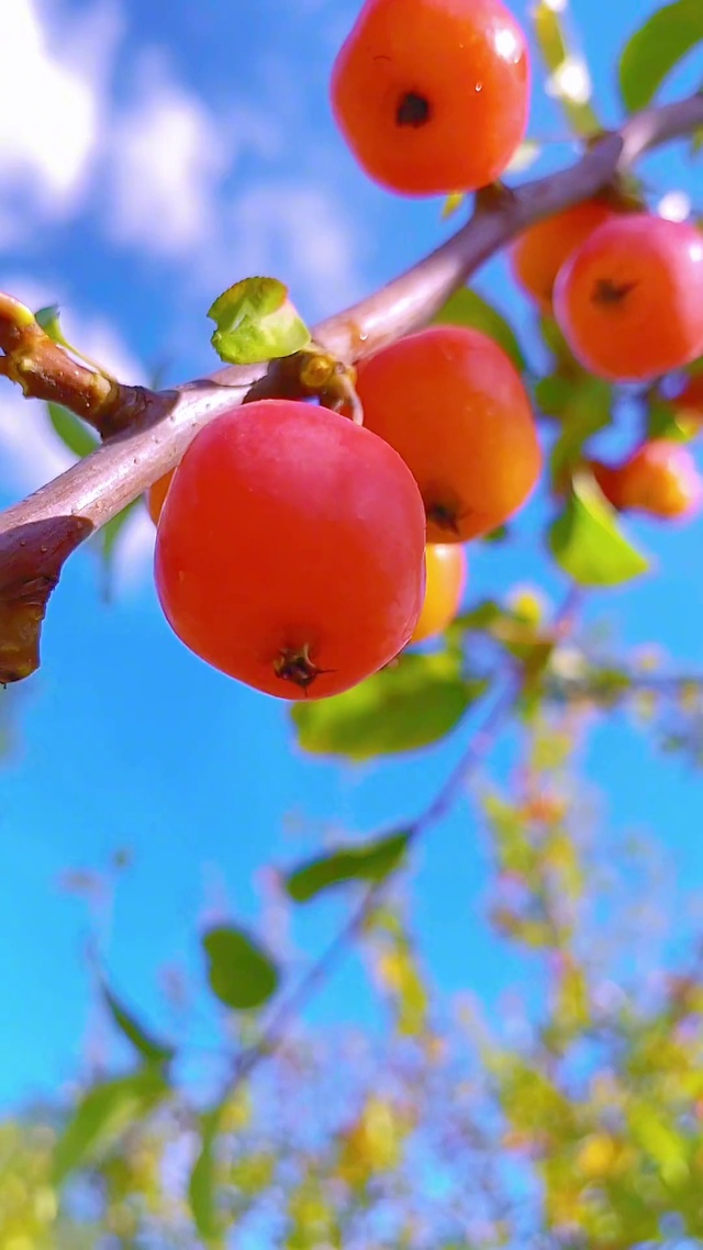 事事顺利，事事顺心