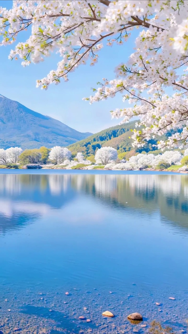 富士山下樱花美景