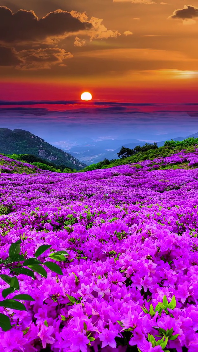 花海日出