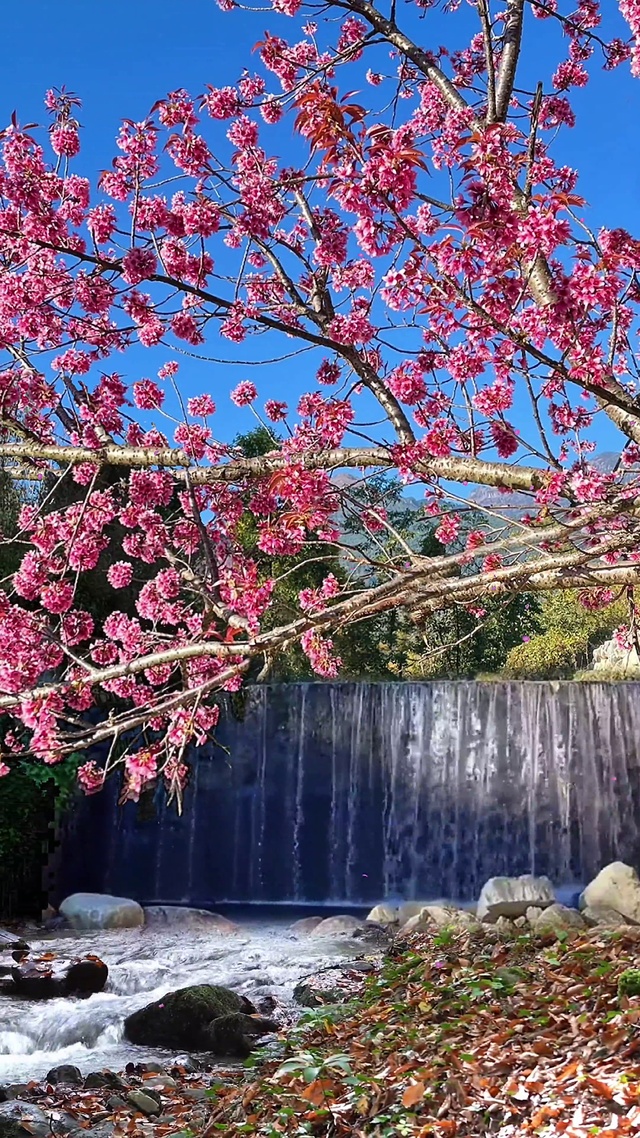 溪水边樱花树