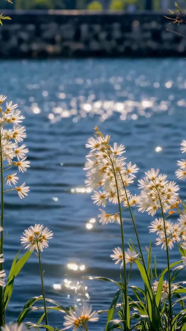 河畔白花唯美风景
