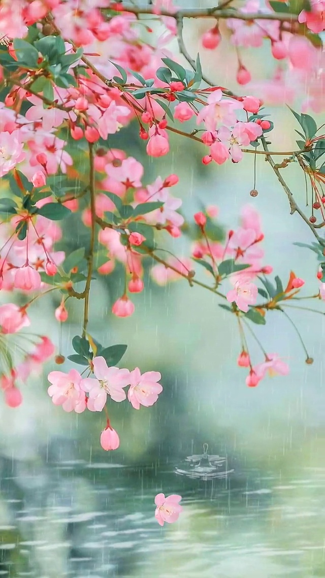 粉妆娇嫩新着雨，梨花海棠共芬芳。
嫣然一笑粗桃李，谁说梨花压海棠。

