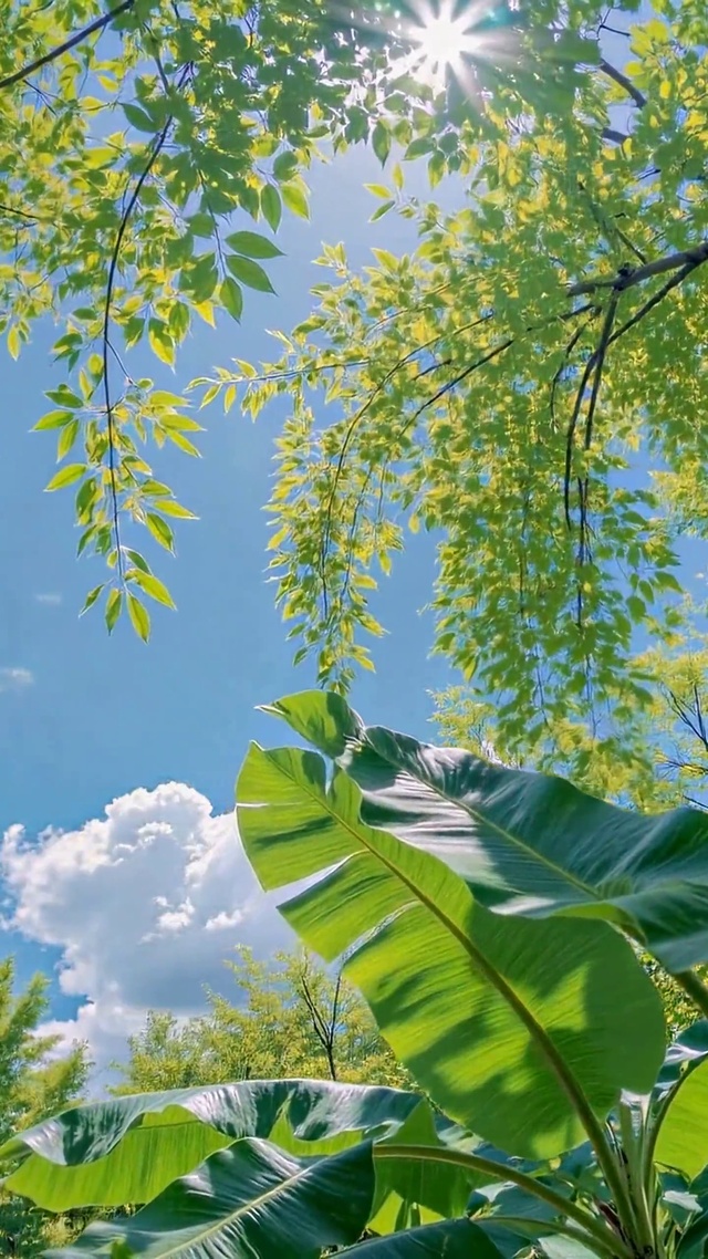 夏日晴空绿意林间