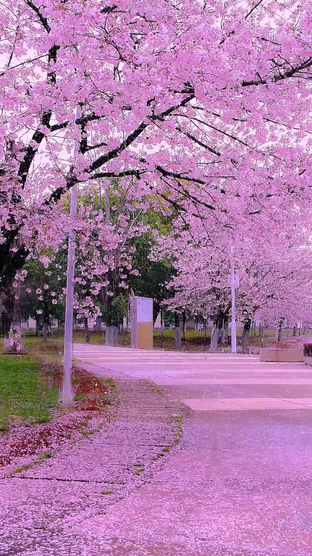 唯美樱花雨