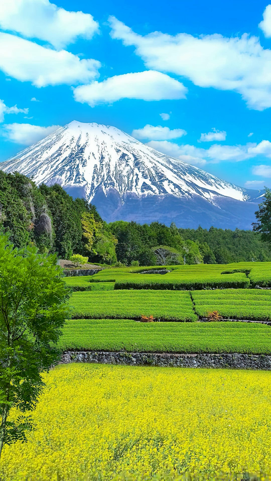 富士山下