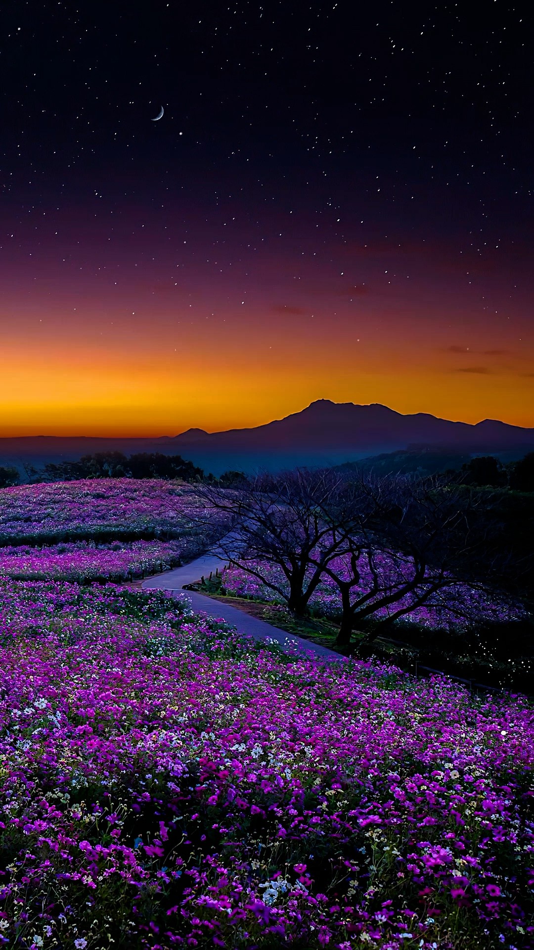 夕阳余晖下的花海