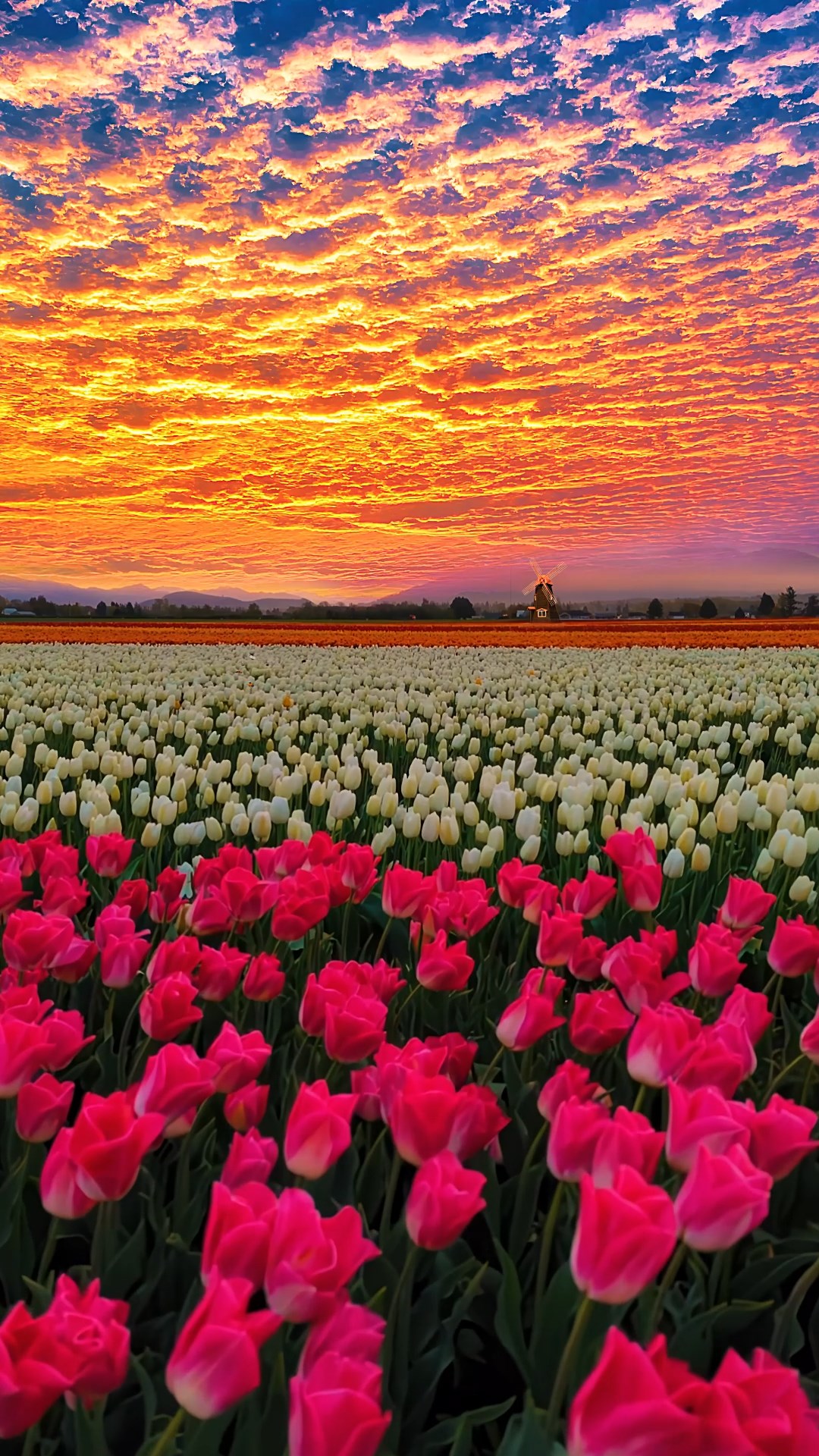 郁金香花海