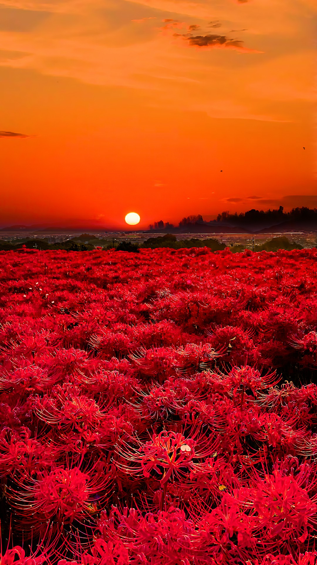 夕阳下的彼岸花海