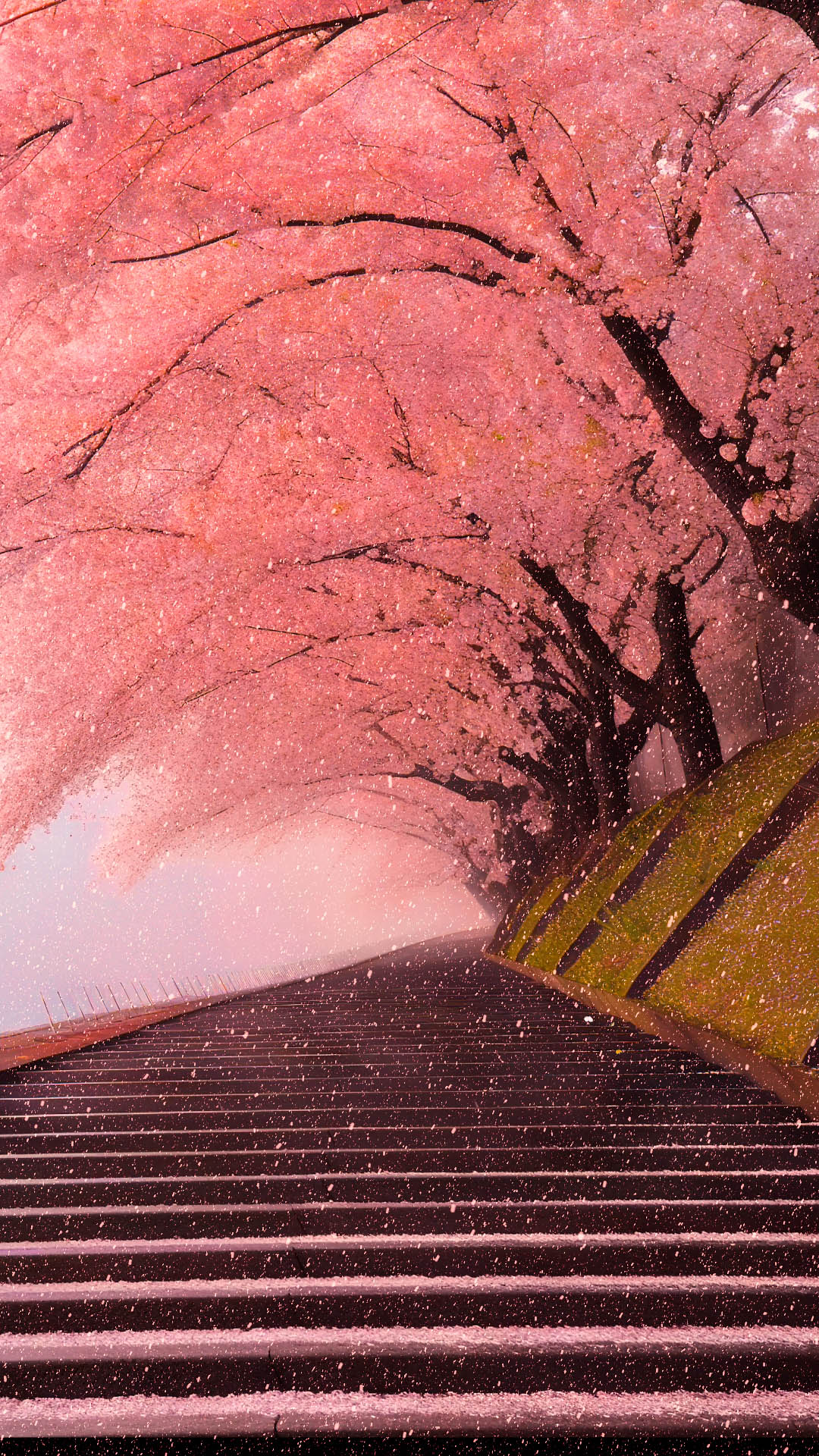 樱花飘雪