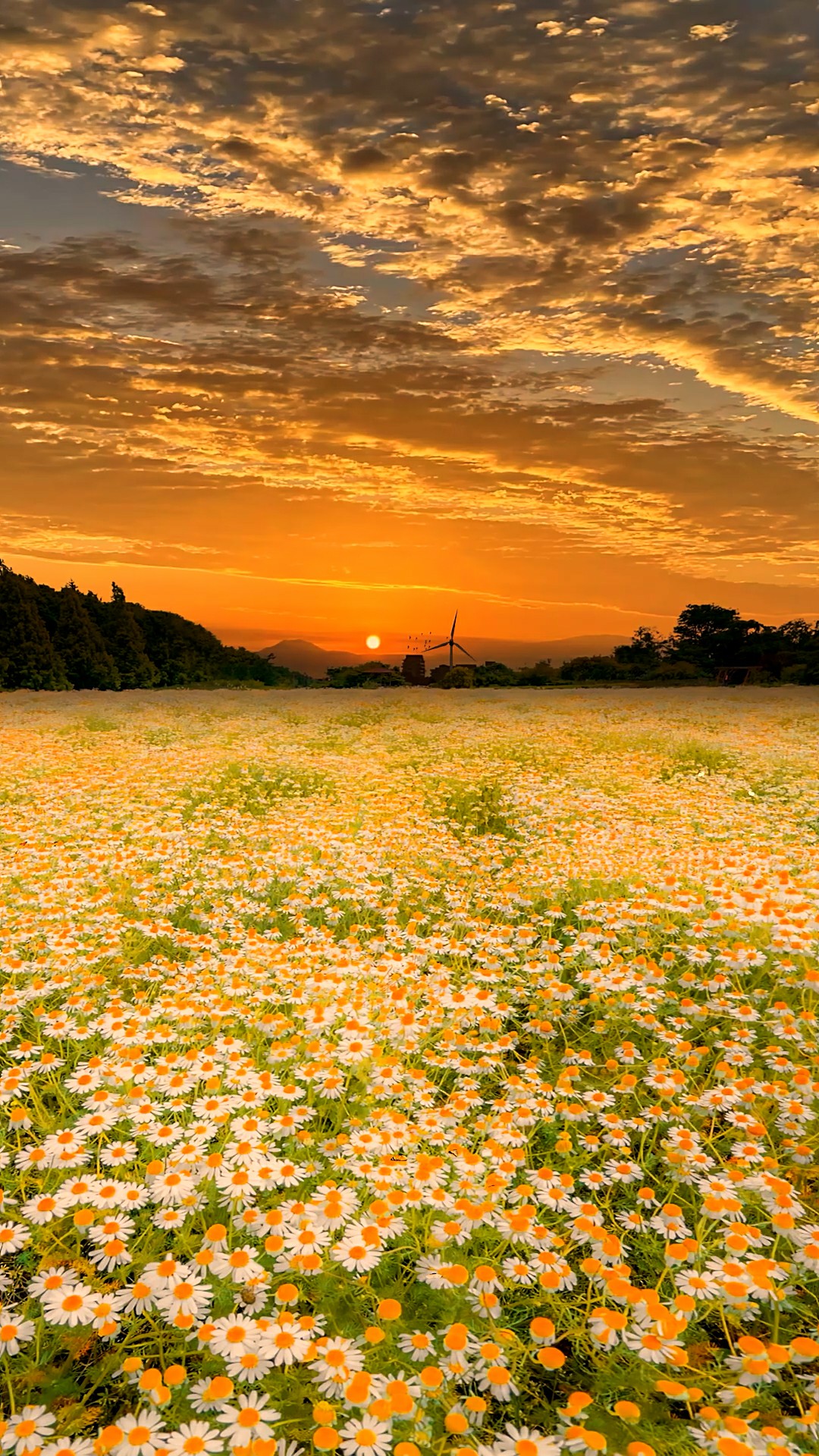 小雏菊花海夕阳