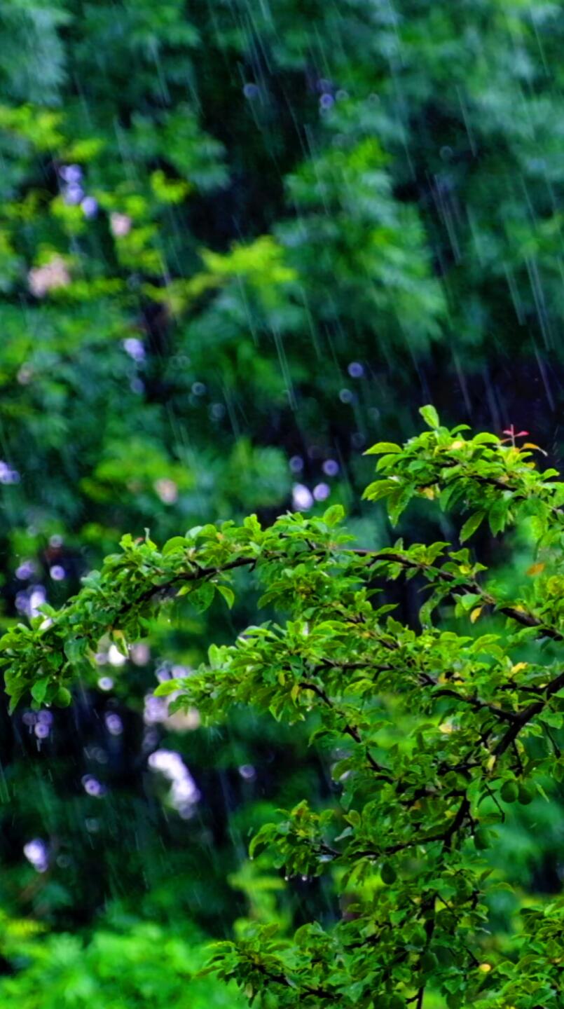 4K雨声~