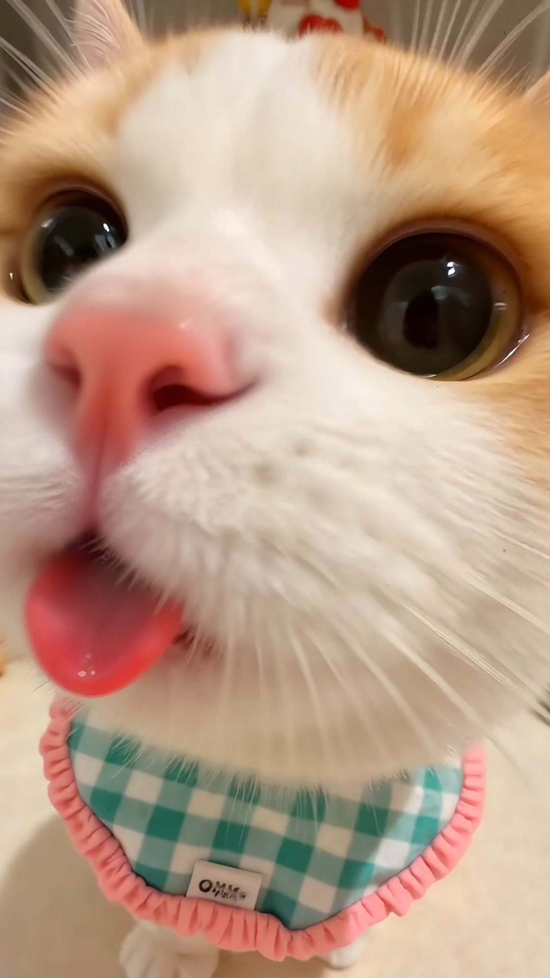 可爱喵星人