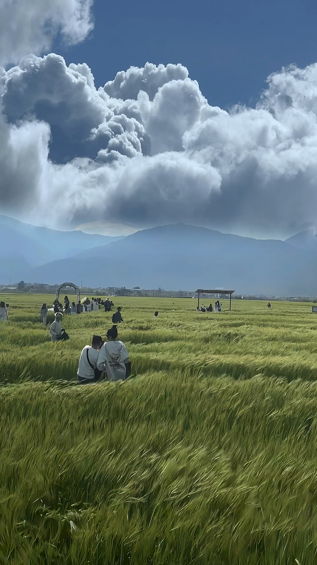 风吹麦浪