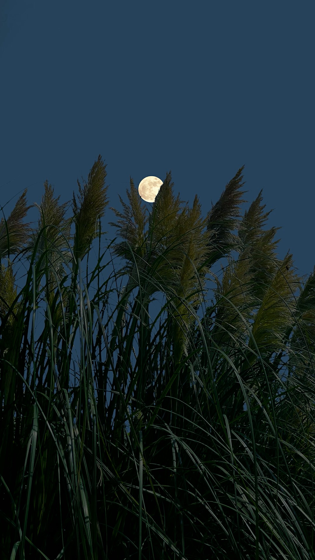 小意境夜景