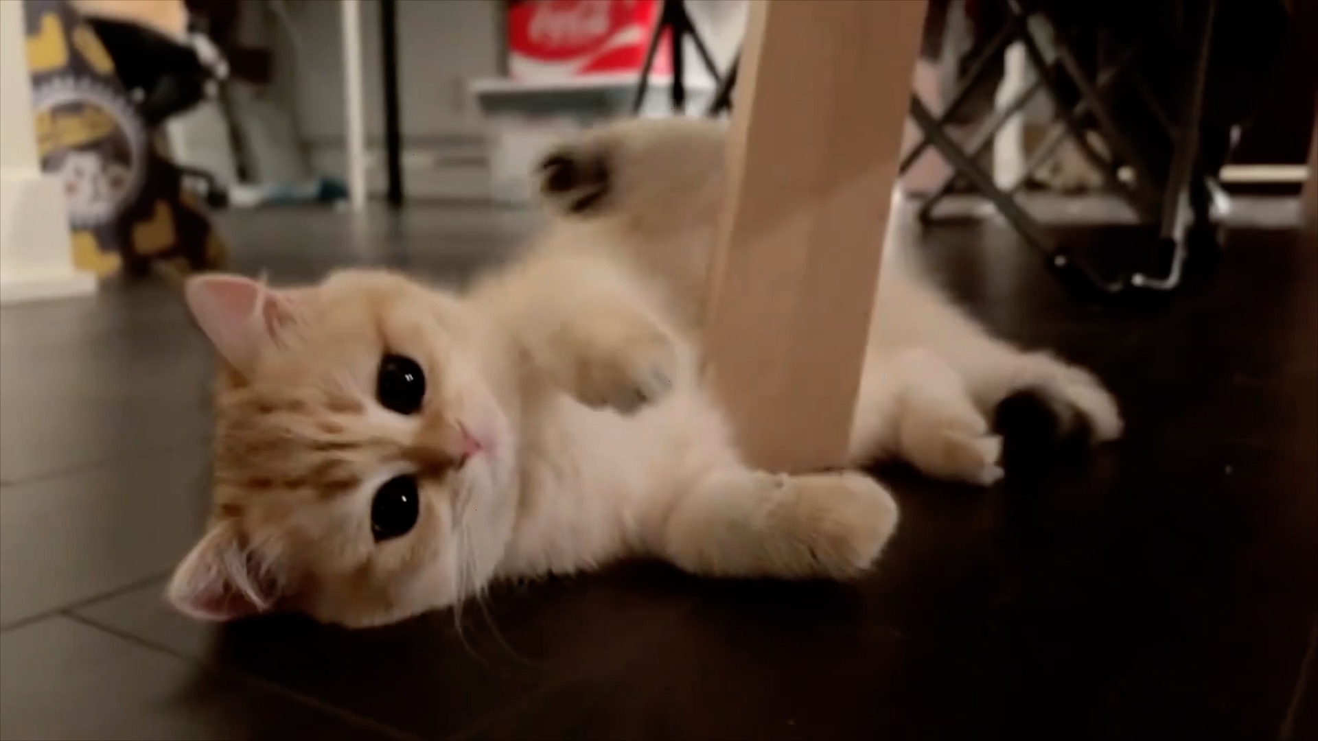 猫咪 喵星人 萌宠 动物 可爱 壁纸 - 堆糖，美图壁纸兴趣社区