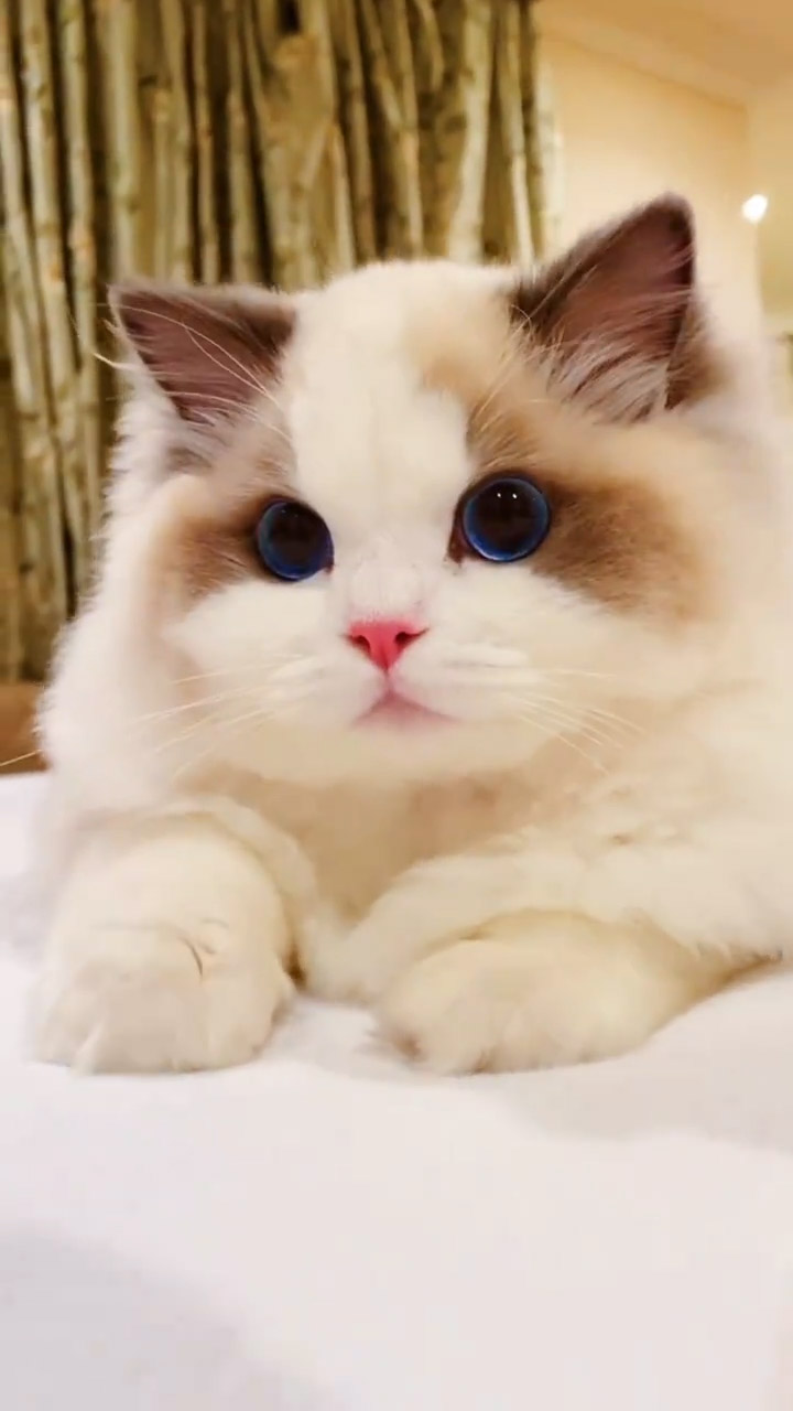 可爱布偶猫