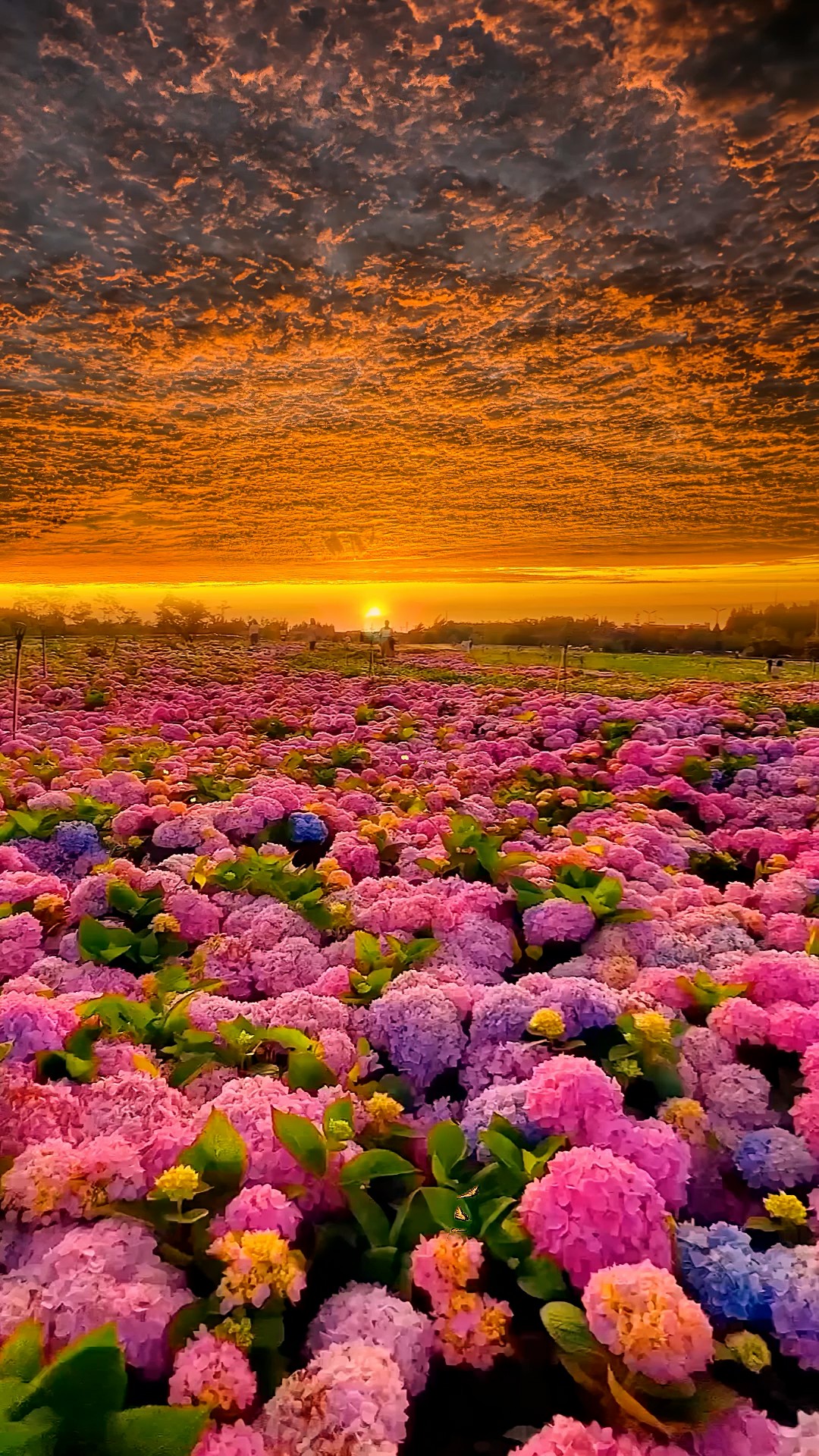 花海