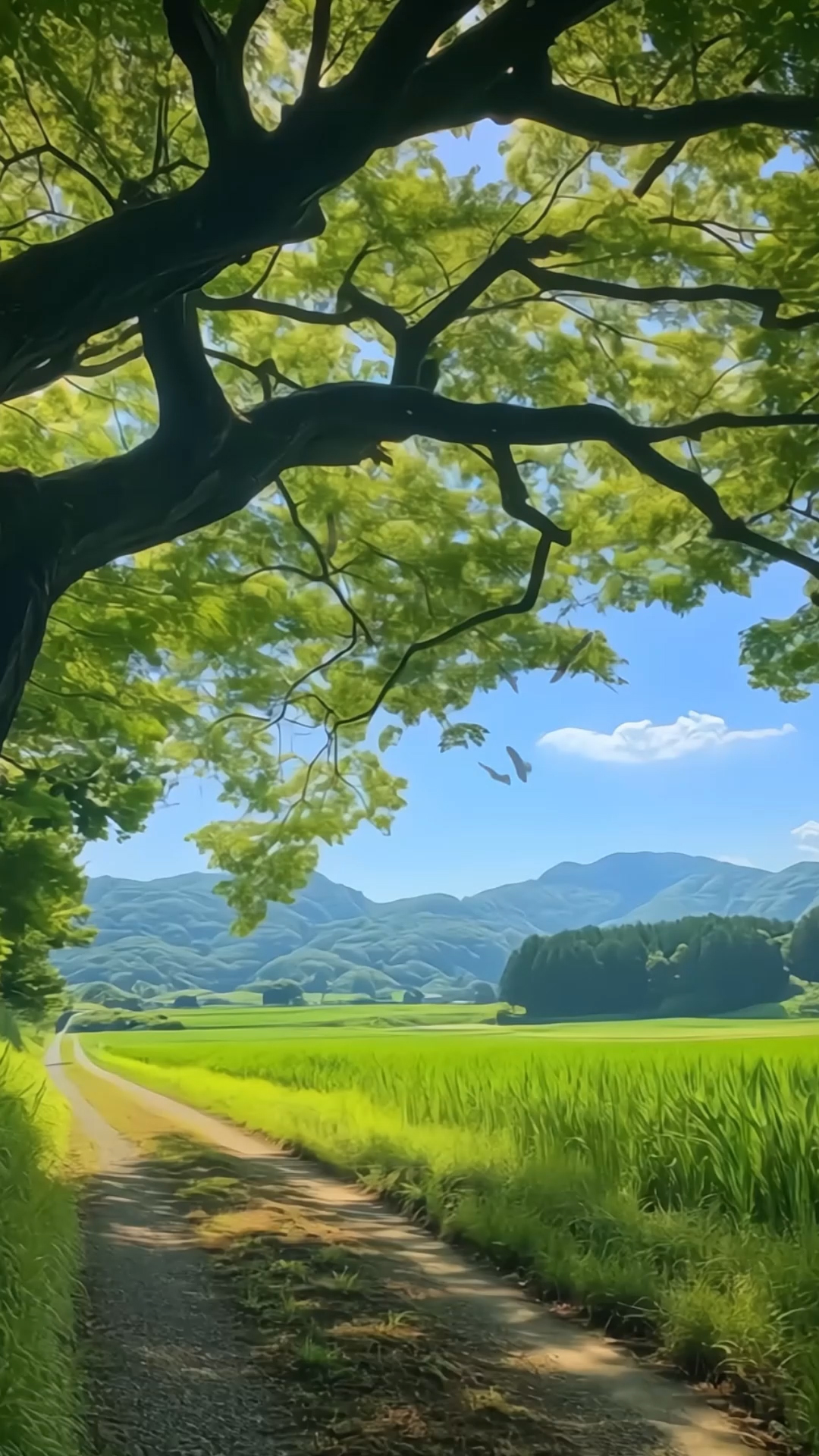 静幽质地