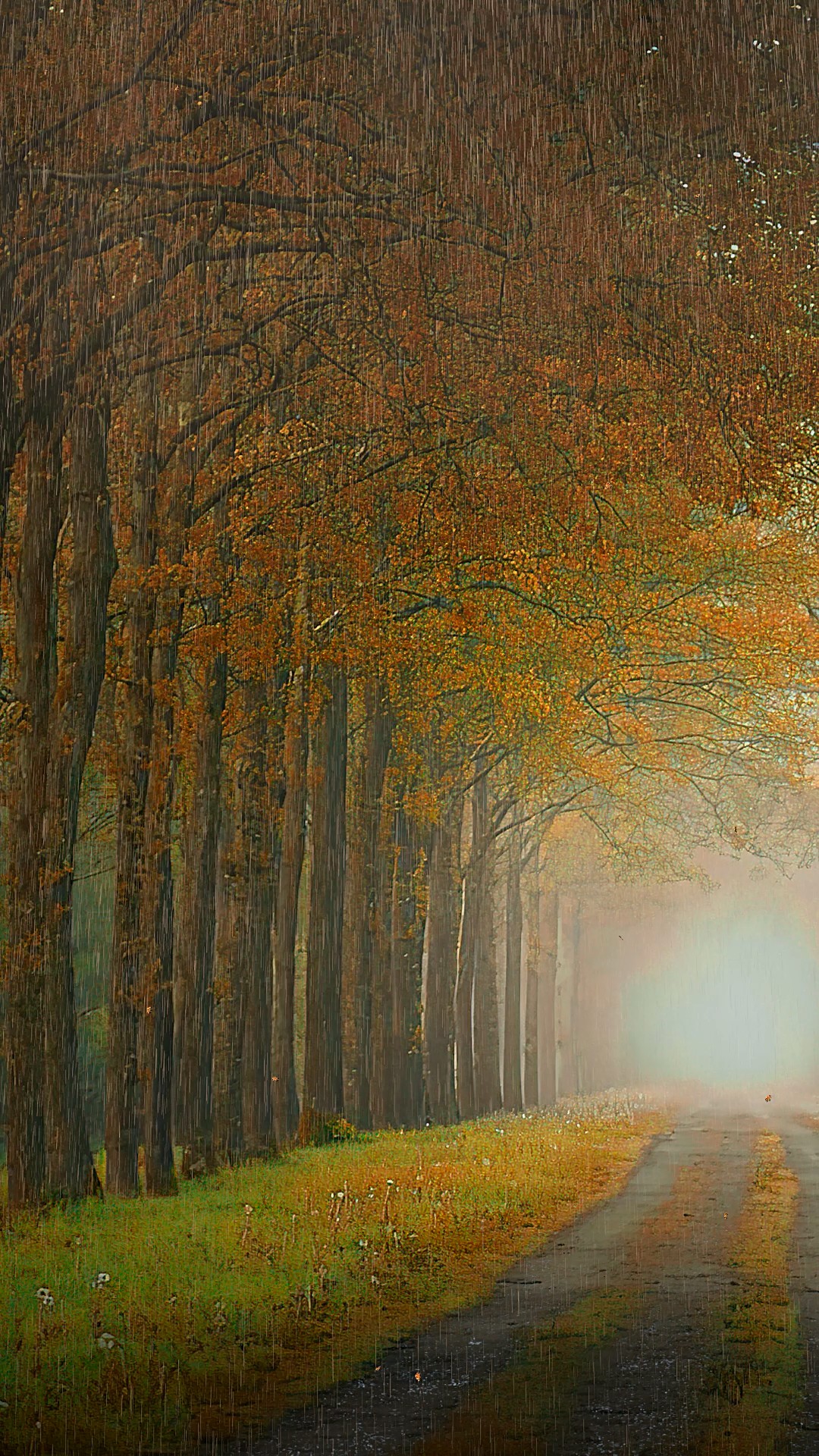 가을비 사진 무료 다운로드 - Lovepik