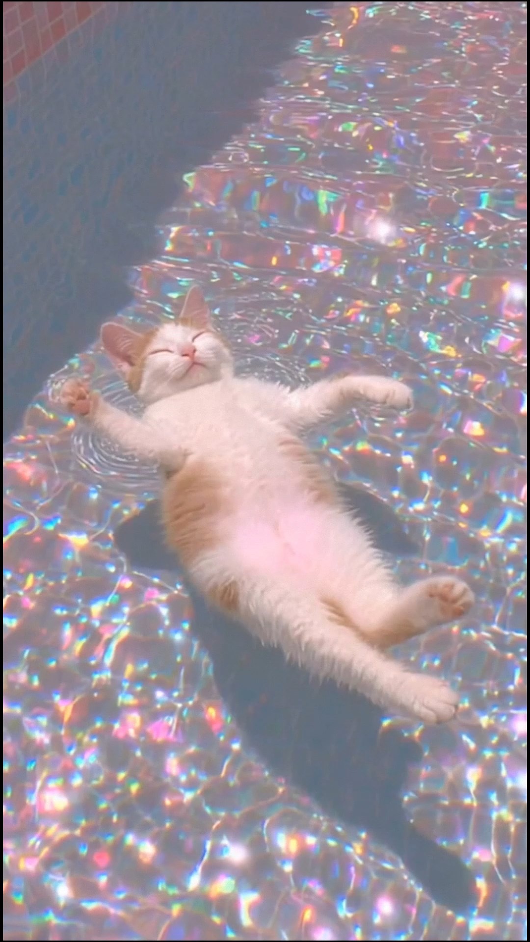 萌萌哒小猫咪