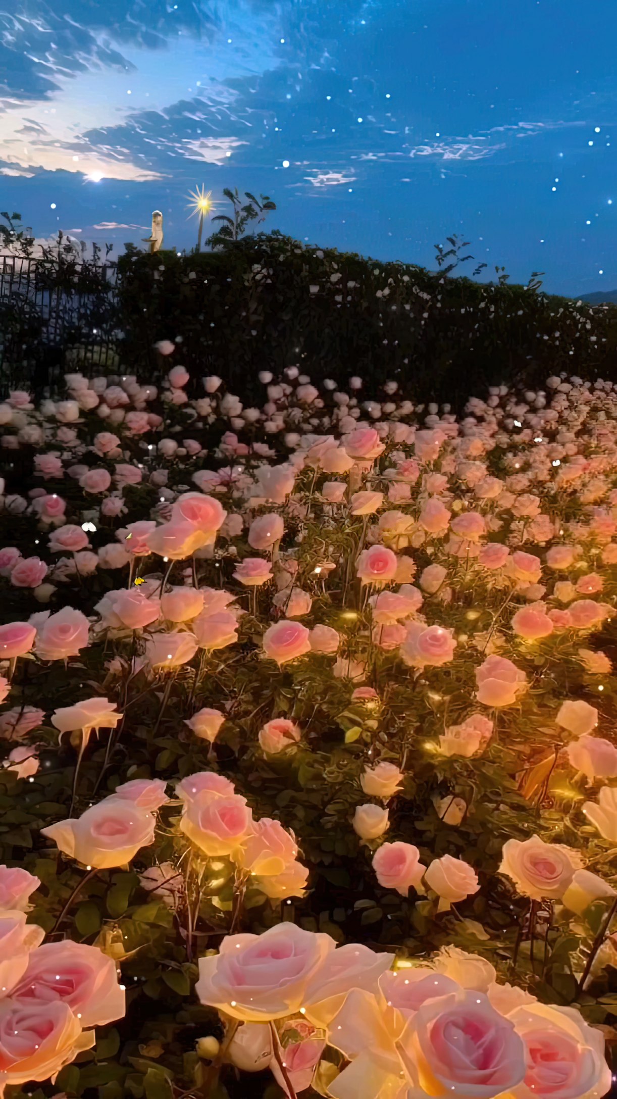 星空下的花海