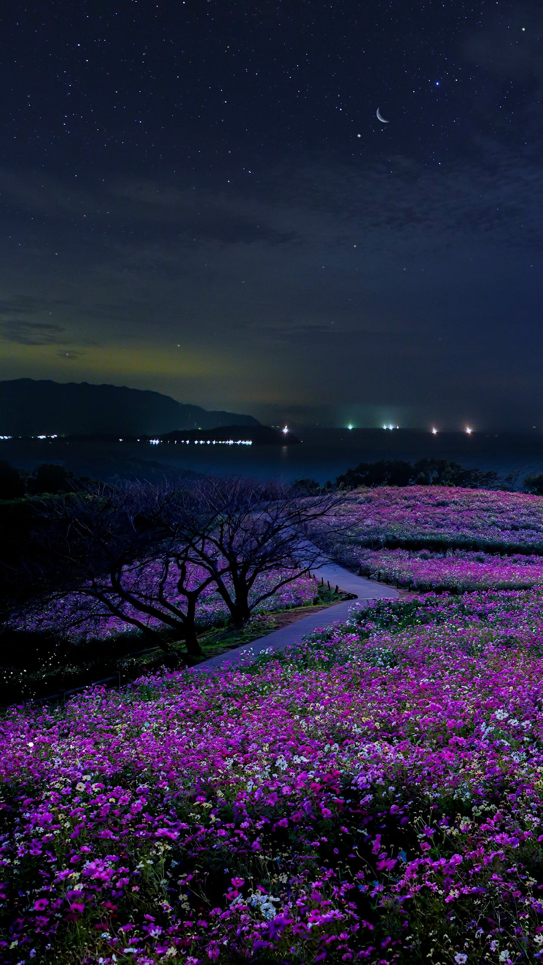 星空下的花海