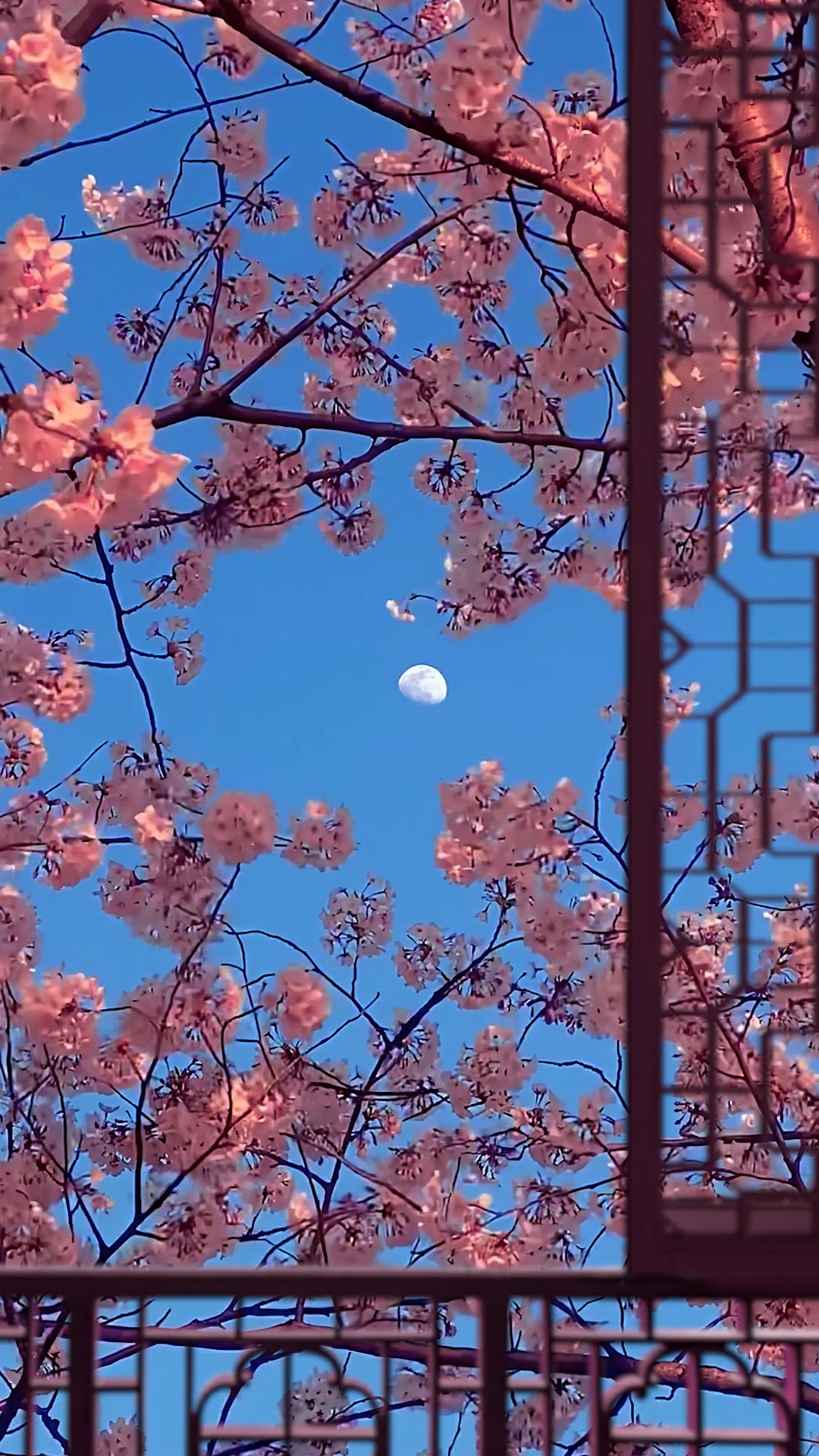 窗外的樱花树