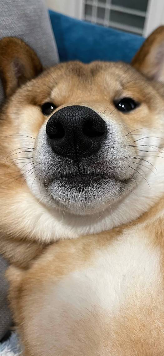 小狗