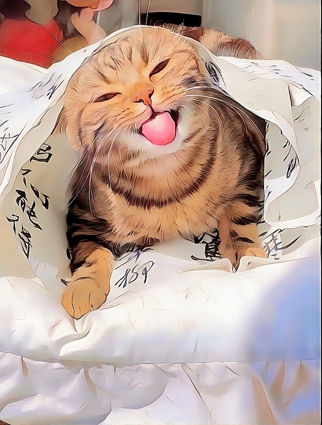 调皮的小猫