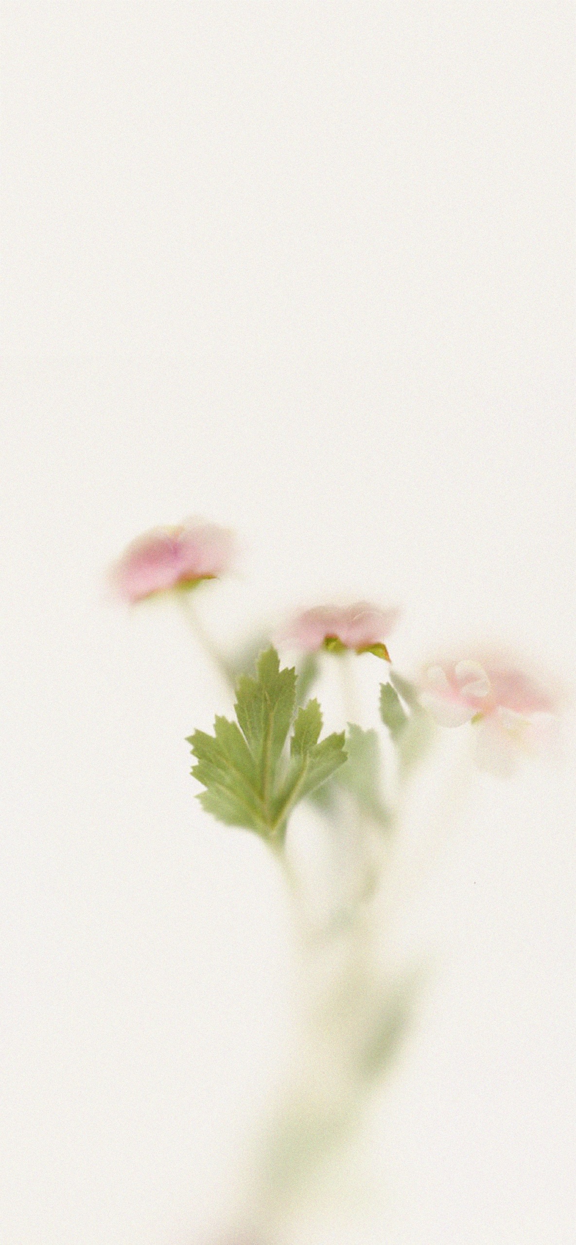 生如夏花