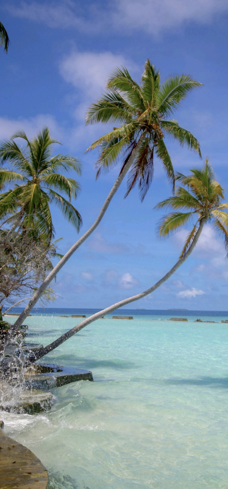 美觀椰樹 海景