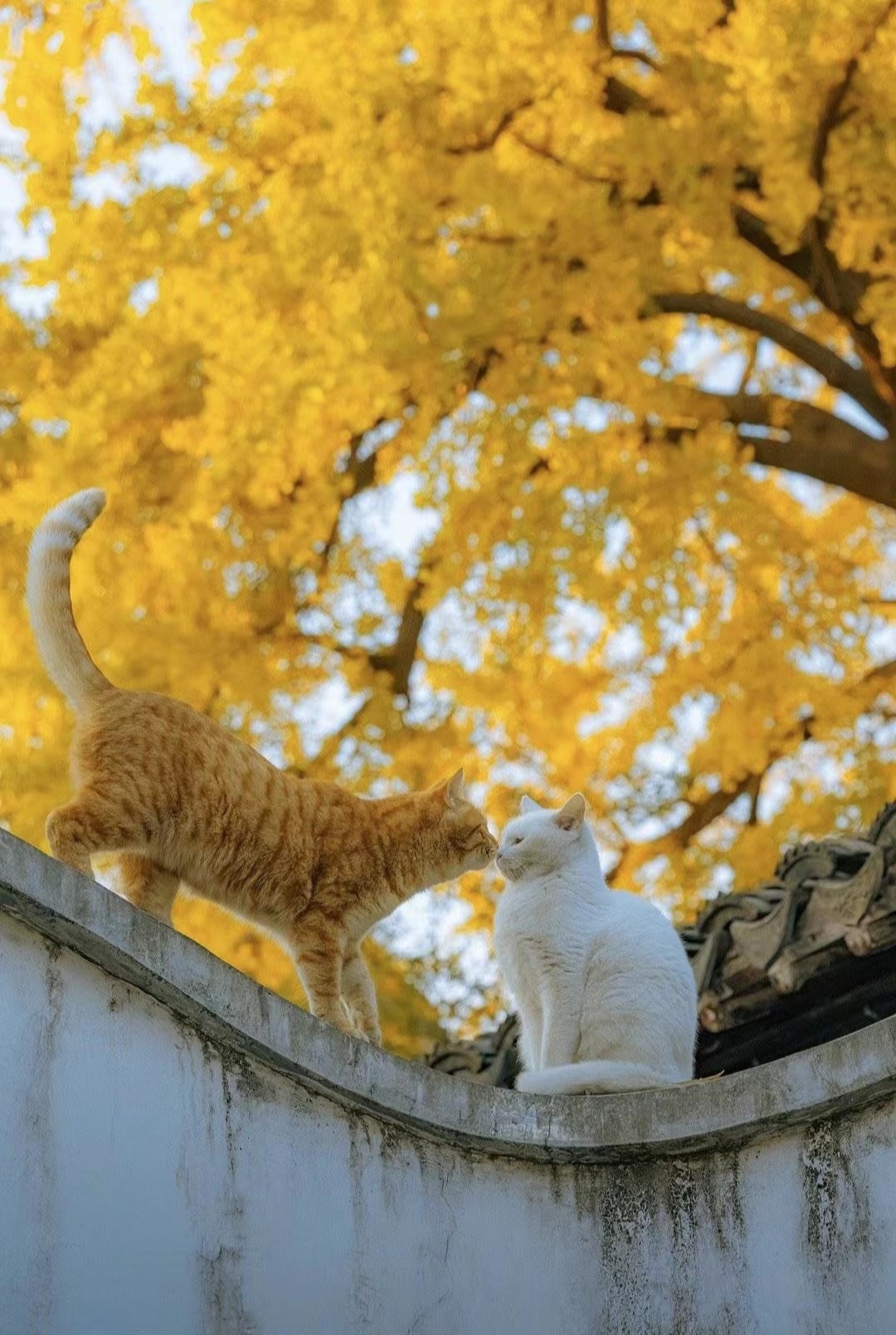 小貓咪