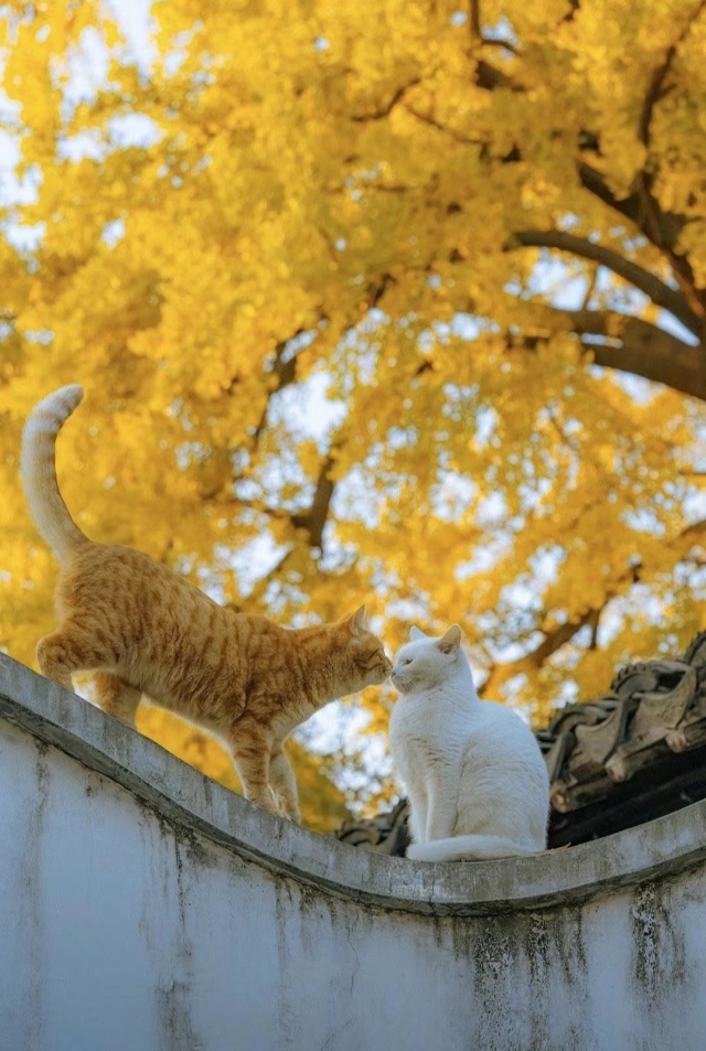 小猫咪