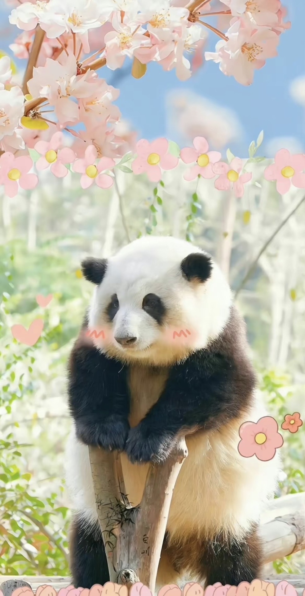 熊貓