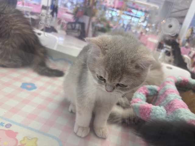可塞猫咪