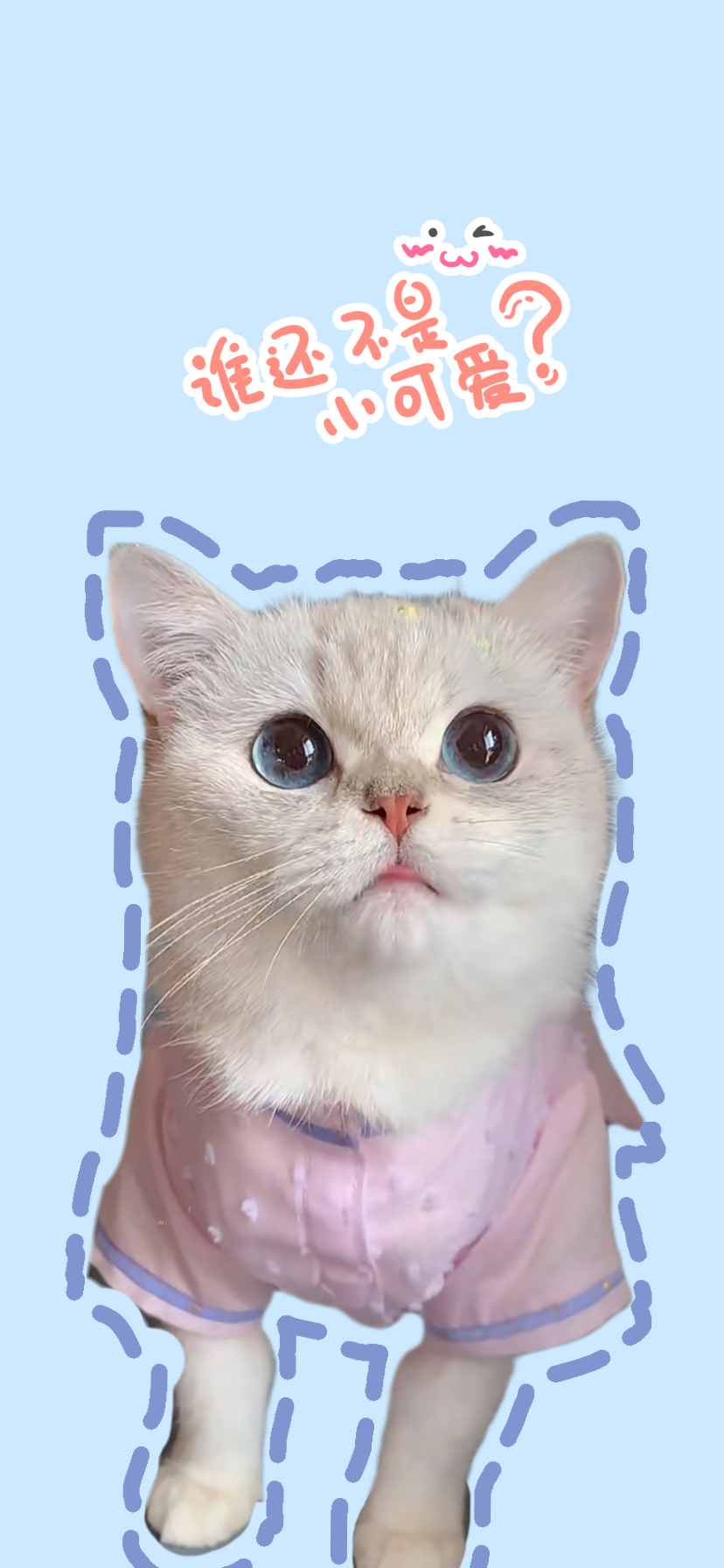 可愛小貓