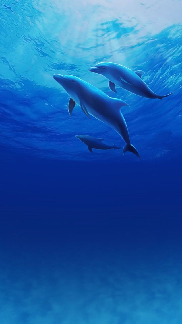 海豚海洋中