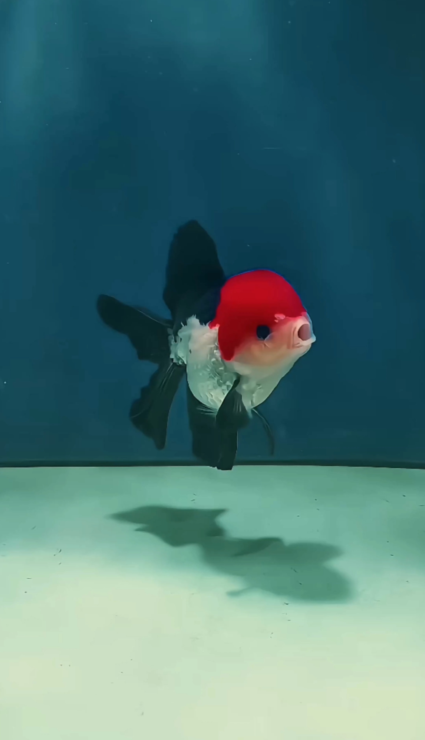 小金魚4k