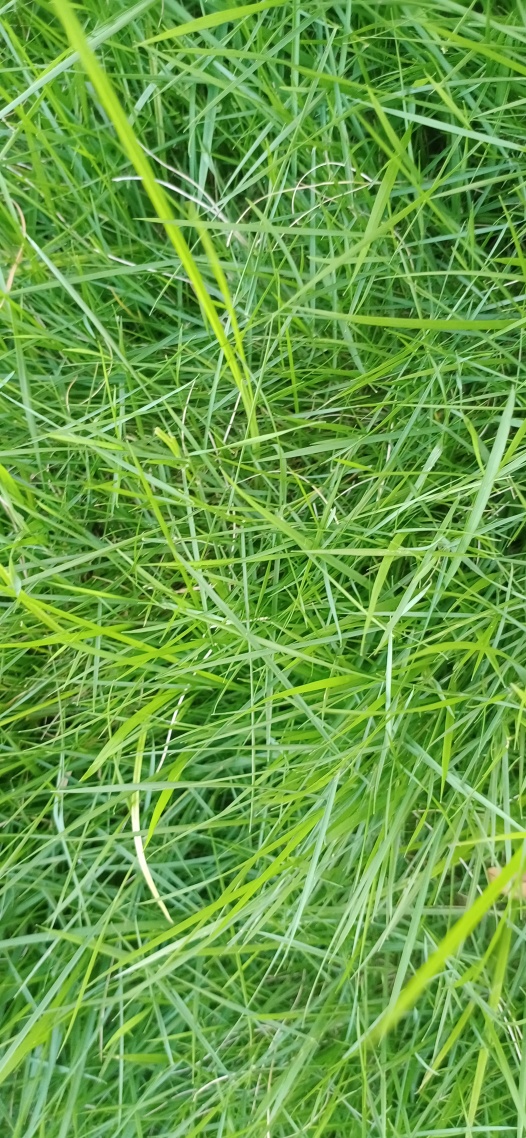 清新花草