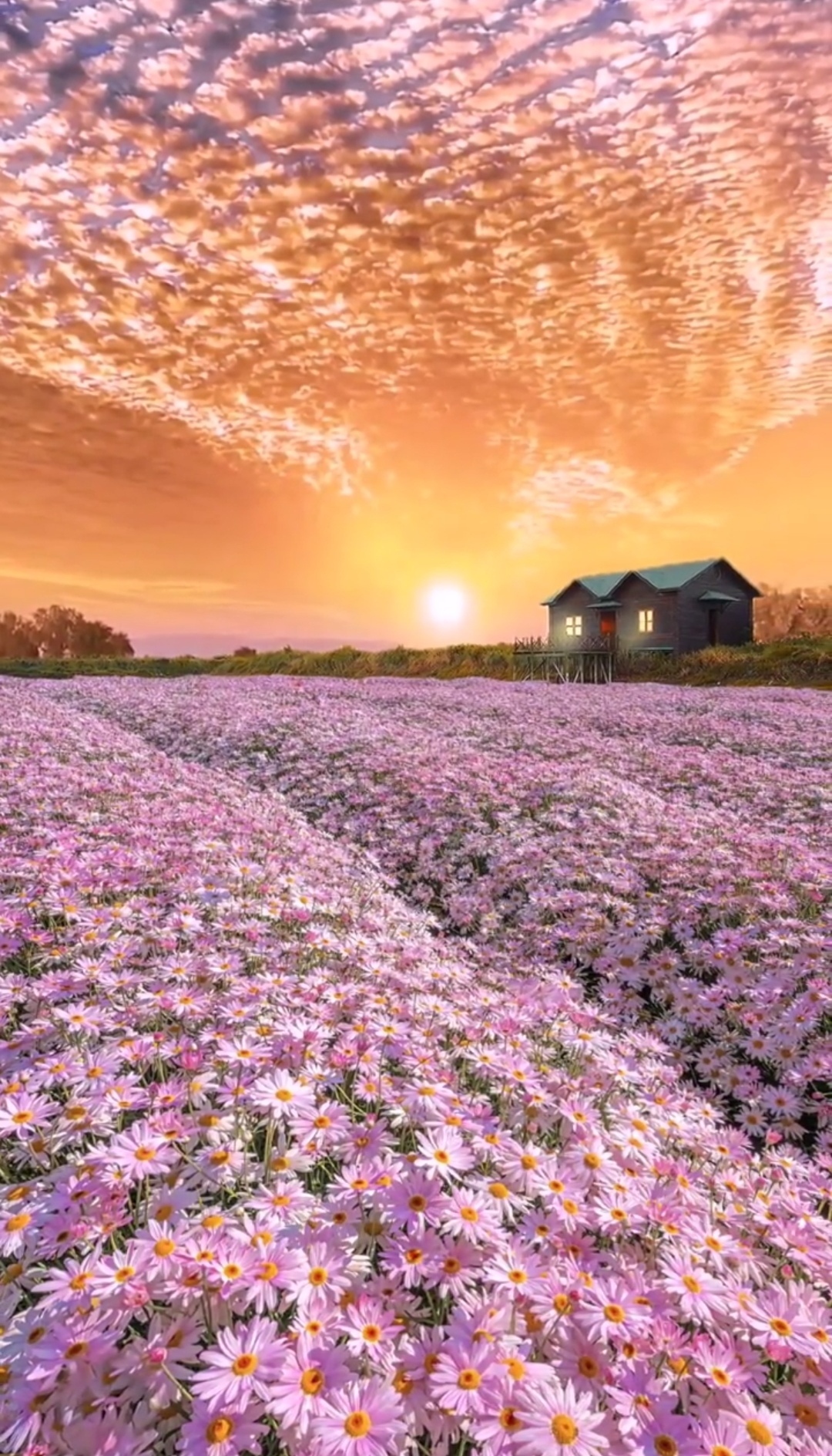 雛菊