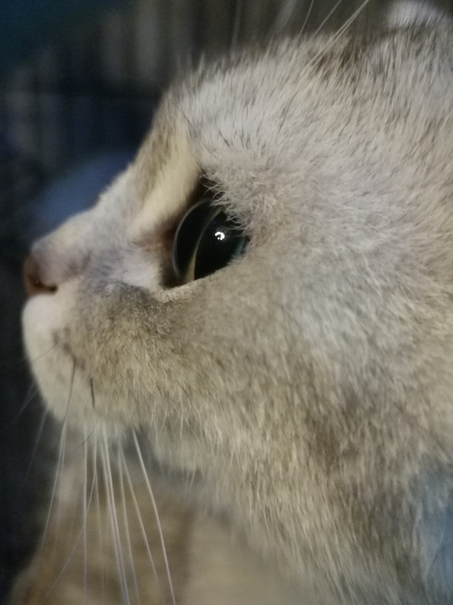 猫猫咪吖
